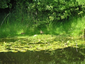 2009-06-29 burg 2 370
