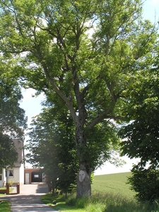 2009-06-29 burg 2 373