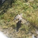 2009-06-29 burg 2 392