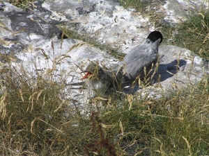2009-06-29 burg 2 397