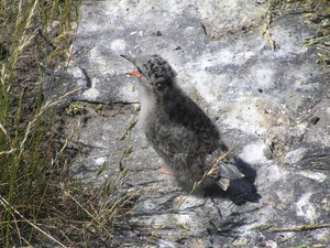 2009-06-29 burg 2 401