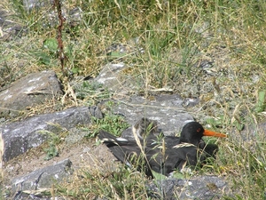 2009-06-29 burg 2 404