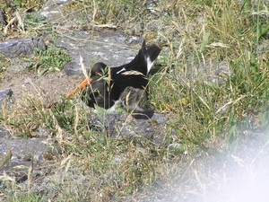 2009-06-29 burg 2 405