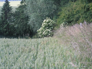 2009-06-29 burg 2 362