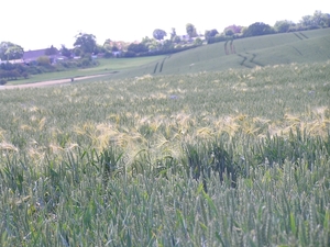 2009-06-29 burg 2 363