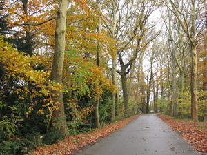Pikkerie-bos van Aa nov 013