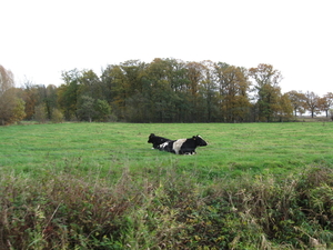 Pikkerie-bos van Aa nov 005