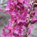 Daphne Mezerium Rubra in bloei 004