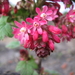 Ribes Sanguineum 002