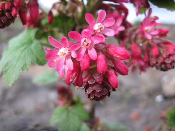 Ribes Sanguineum 002