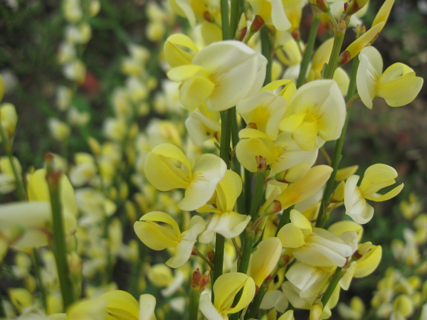 Cytisus praecox en hulst bloemen 014