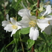 Philadelphus Lemoine 003