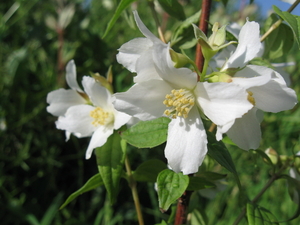 Philadelphus Lemoine 003