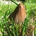 paddestoelen veel pixels 001