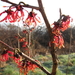 Forsitia en Hamamelis mollis 008