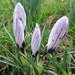 Crocussen 1 maart 2011 001