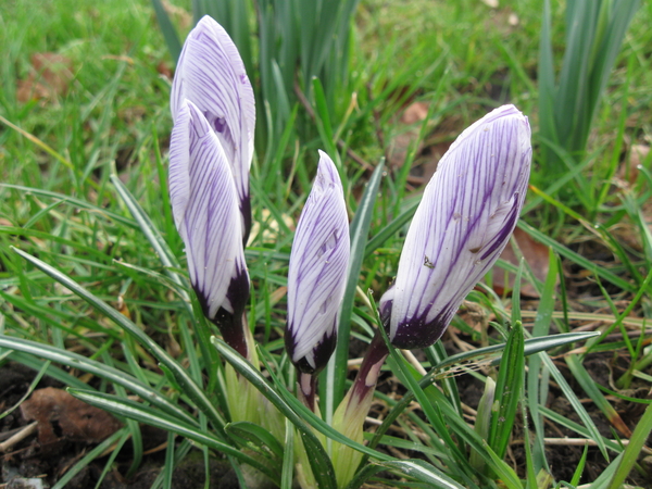 Crocussen 1 maart 2011 001