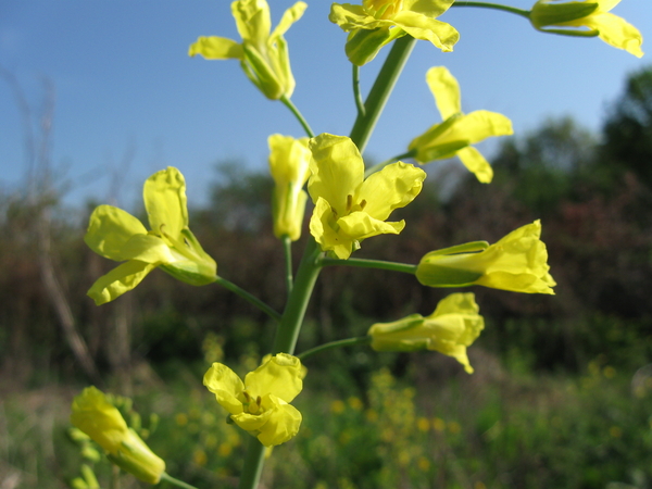 Koolbloemen 006