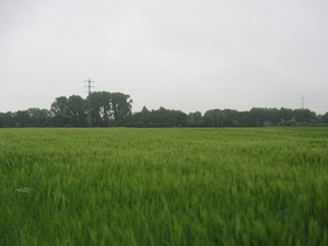 Graan rennekouter 009