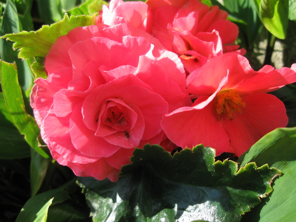 Kleine knolbegonia