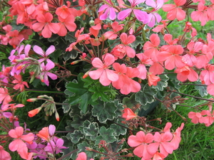 Gerariums voor goed 002