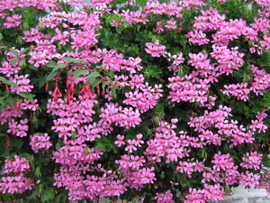 Belleman en rankgerariums 005