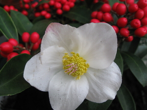 Skimmia en heleboris 007