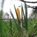 crocus