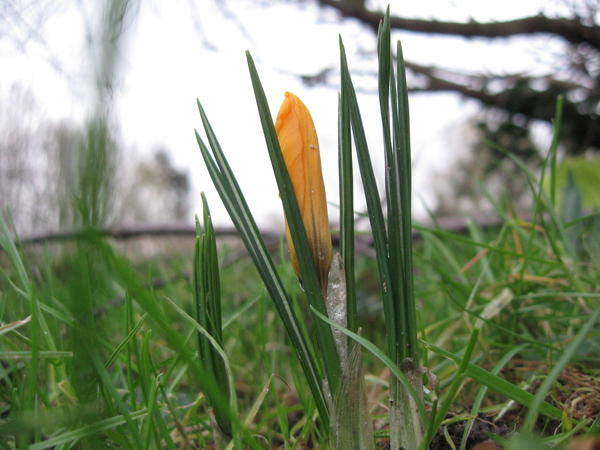 crocus