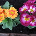 sleutel primula's 2012 001