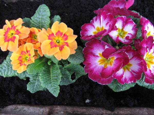 Primula