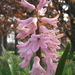 hyacint 2012 006