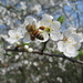 bezige bijen 2012 009