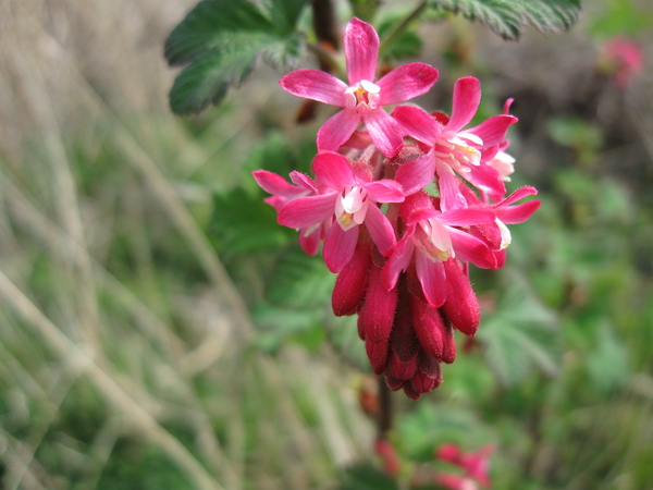 Ribes sanguineum