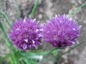 Bieslook in bloei 004