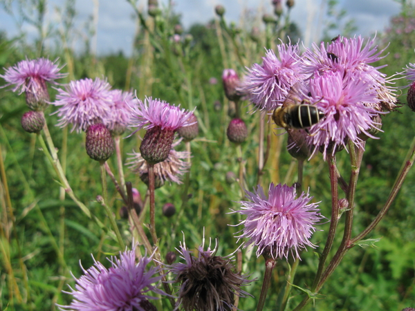 Distel met bij