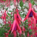 fuchsia 2012 004