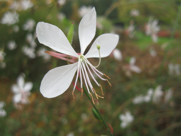 Planckendaelse foto