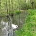 Lentebloesem 030