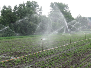 Beregening met twee lijnen 06-'09 002