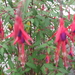 Doorlevende fuchsia's 002