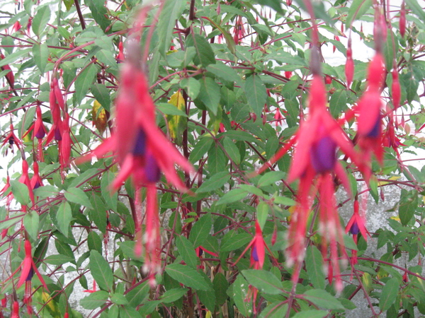 Doorlevende fuchsia's 002