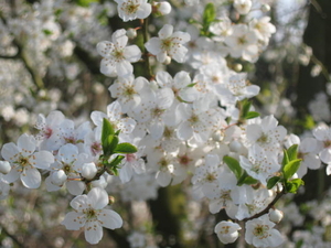 Bloeiende kriekenboom 006