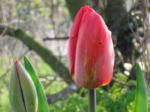 beste tulpen 001