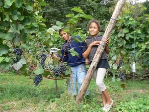 Wezemaal jonge druiven