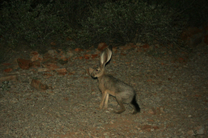 Jack Rabbit in Organ Pipe Cactus NP, Arizona