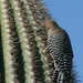 Specht op cactus in Organ Pipe Cactus NP, Arizona