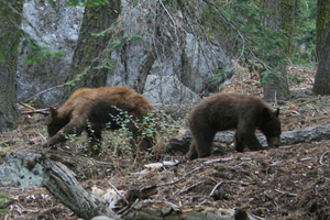 Zwarte beren, Yosemite Park, Californie
