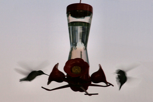 Hummingbirds komen eten net voor donker