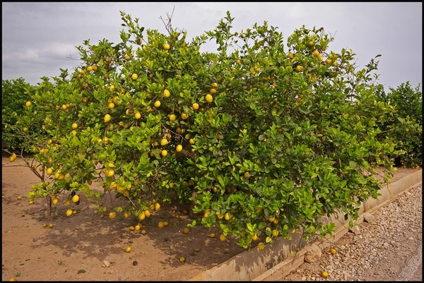 citroenen, costa blanca